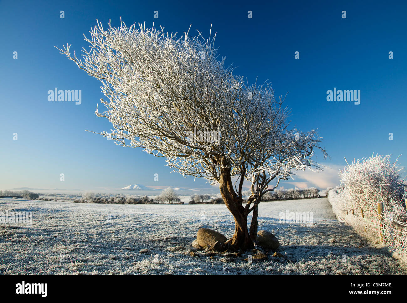 Hawthorn tree in winter Rauhreif, County Sligo, Irland. Stockfoto