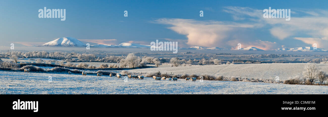 Winter Schafe und verschneiten Felder unterhalb der Nephin Beg Berge, County Sligo, Irland. Stockfoto