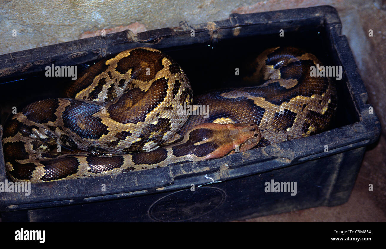 Phyton in Sri Lanka. Stockfoto