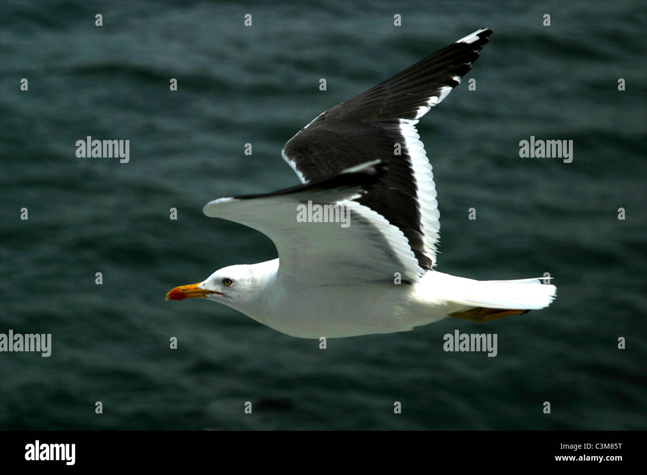 Möwen fliegen an der niederländischen Küste in der Nähe von texel Stockfoto