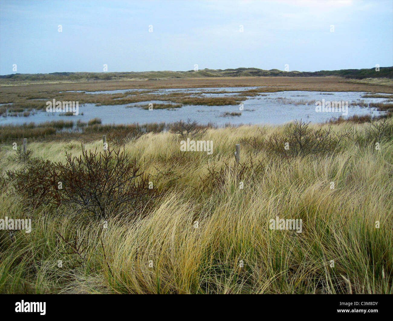 Naturschutzgebiet in den Niederlanden Stockfoto