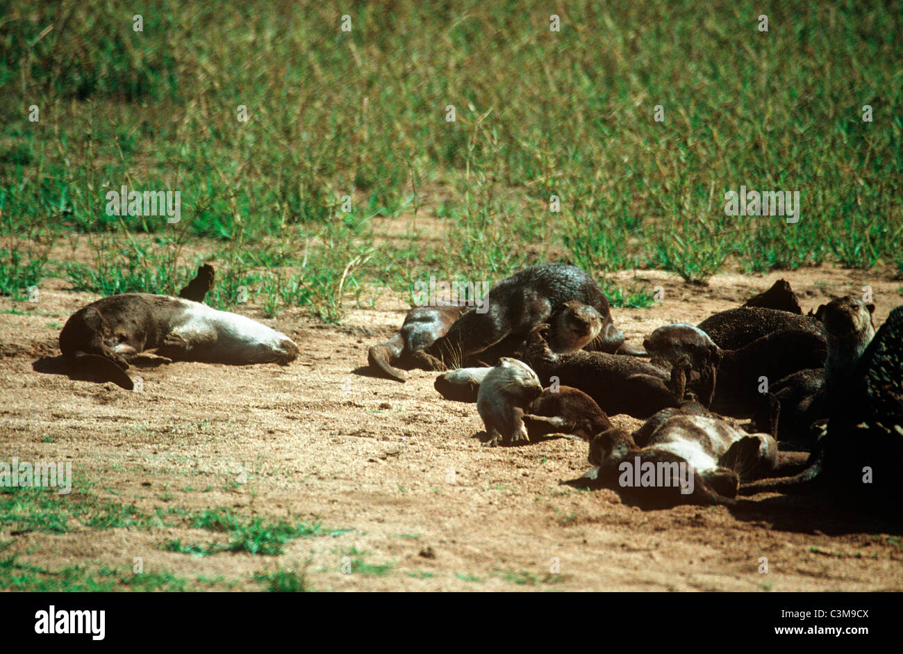 Indian glatt beschichtet Otter (Lutra Perspicillata: Mustelidae), einer Gruppe spielen, Indien Stockfoto