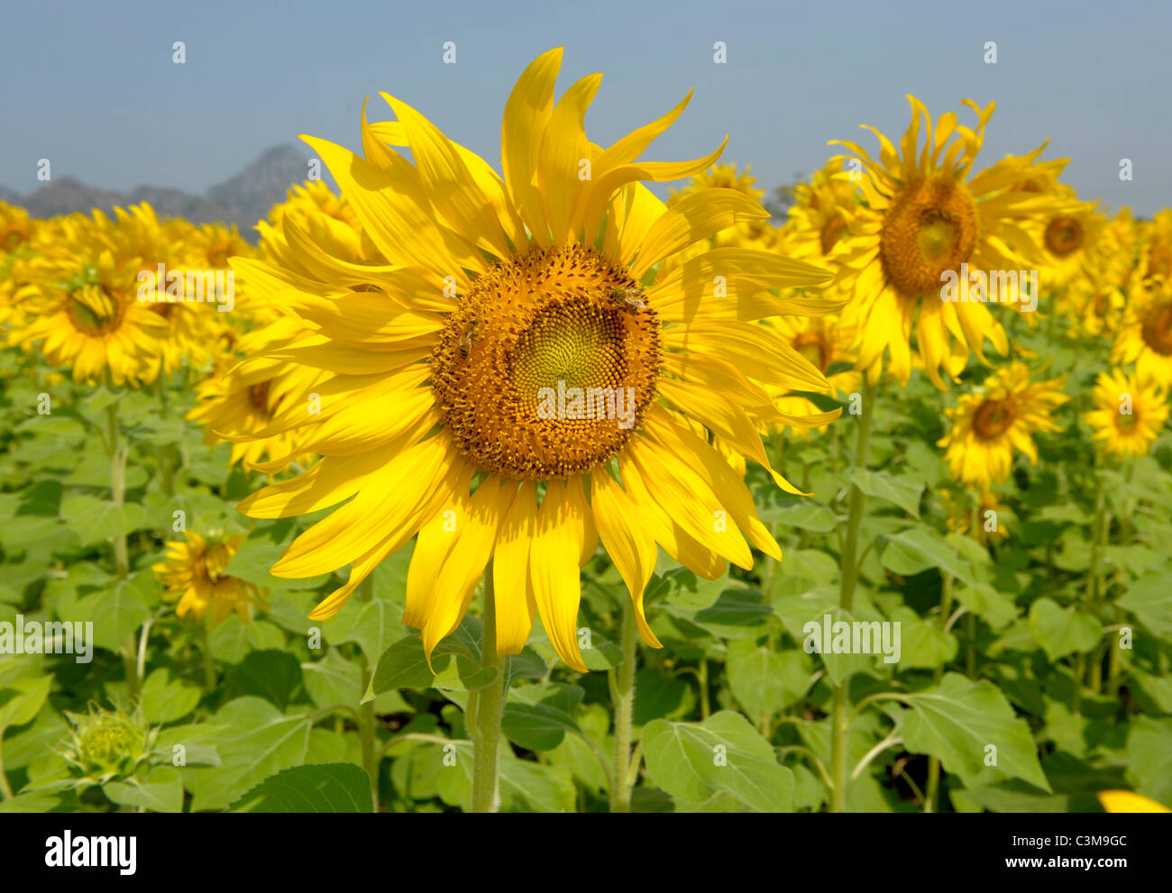 Sonnenblumenfeld, Sonnenblumen-Felder von Lopburi, Zentral-Thailand Stockfoto