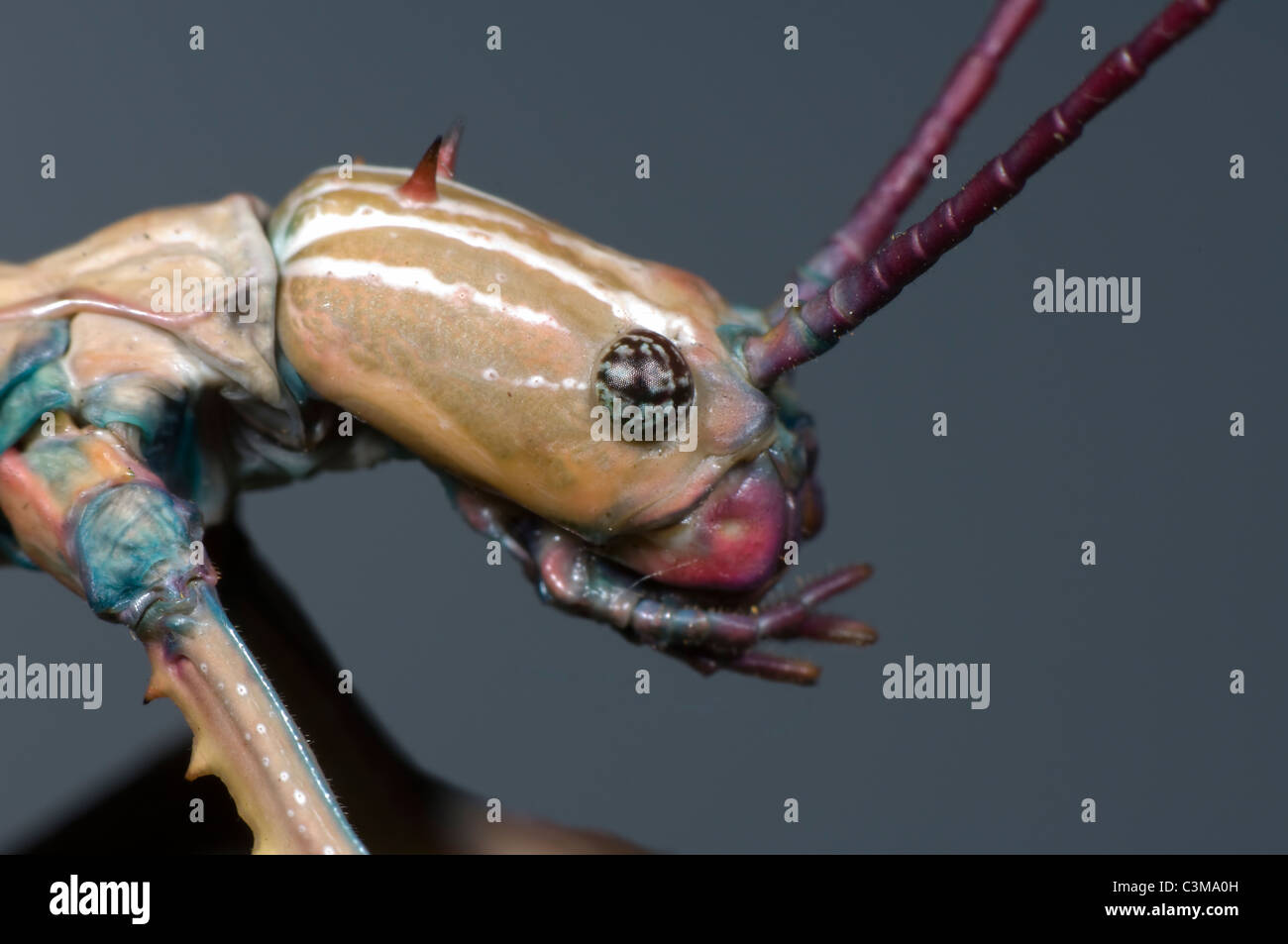 Weibliche Stabheuschrecke (Achriopetra Goldhahnenfuß) Stockfoto