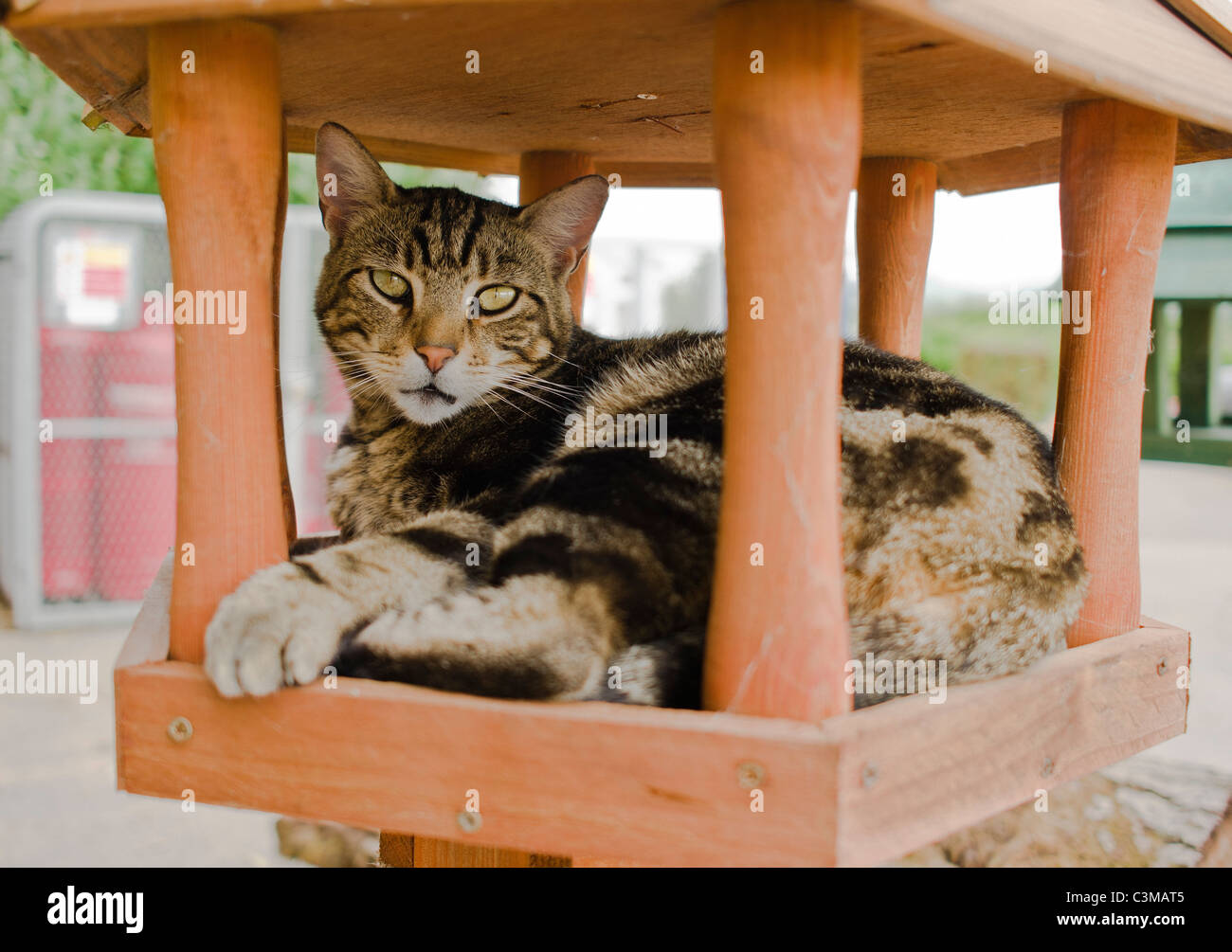 Tabby Katze ruhen in eine neue Tabelle Vogelhäuschen Stockfoto