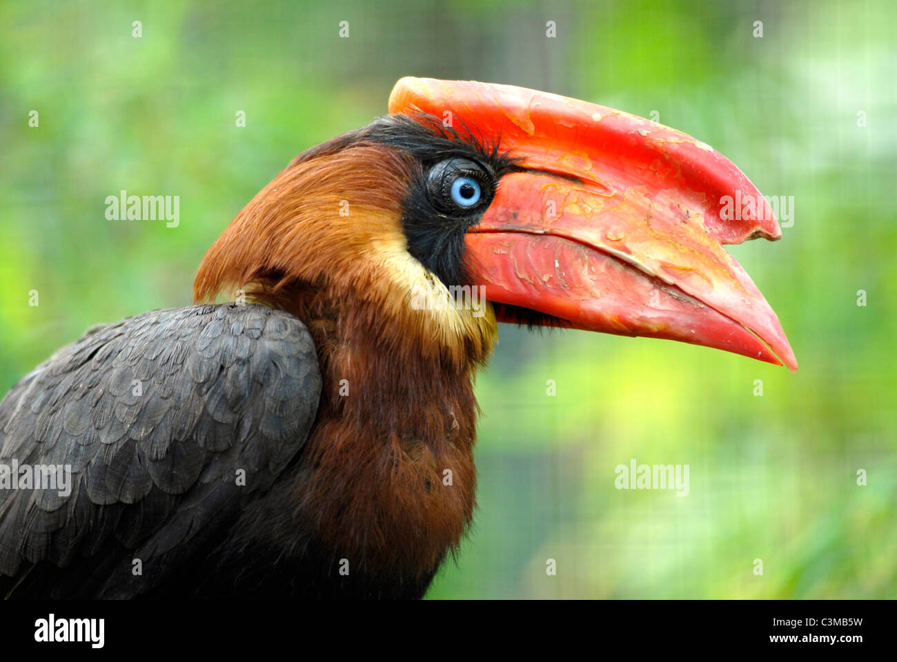 Closeup Portrait des Profils der Calao Rufous Hornbill (Buceros Hydrocorax) Stockfoto