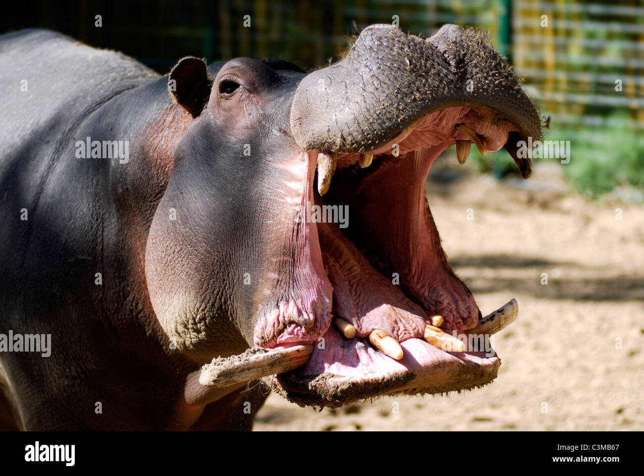 Closeup Nilpferd öffnen Mund aus Wasser Stockfoto