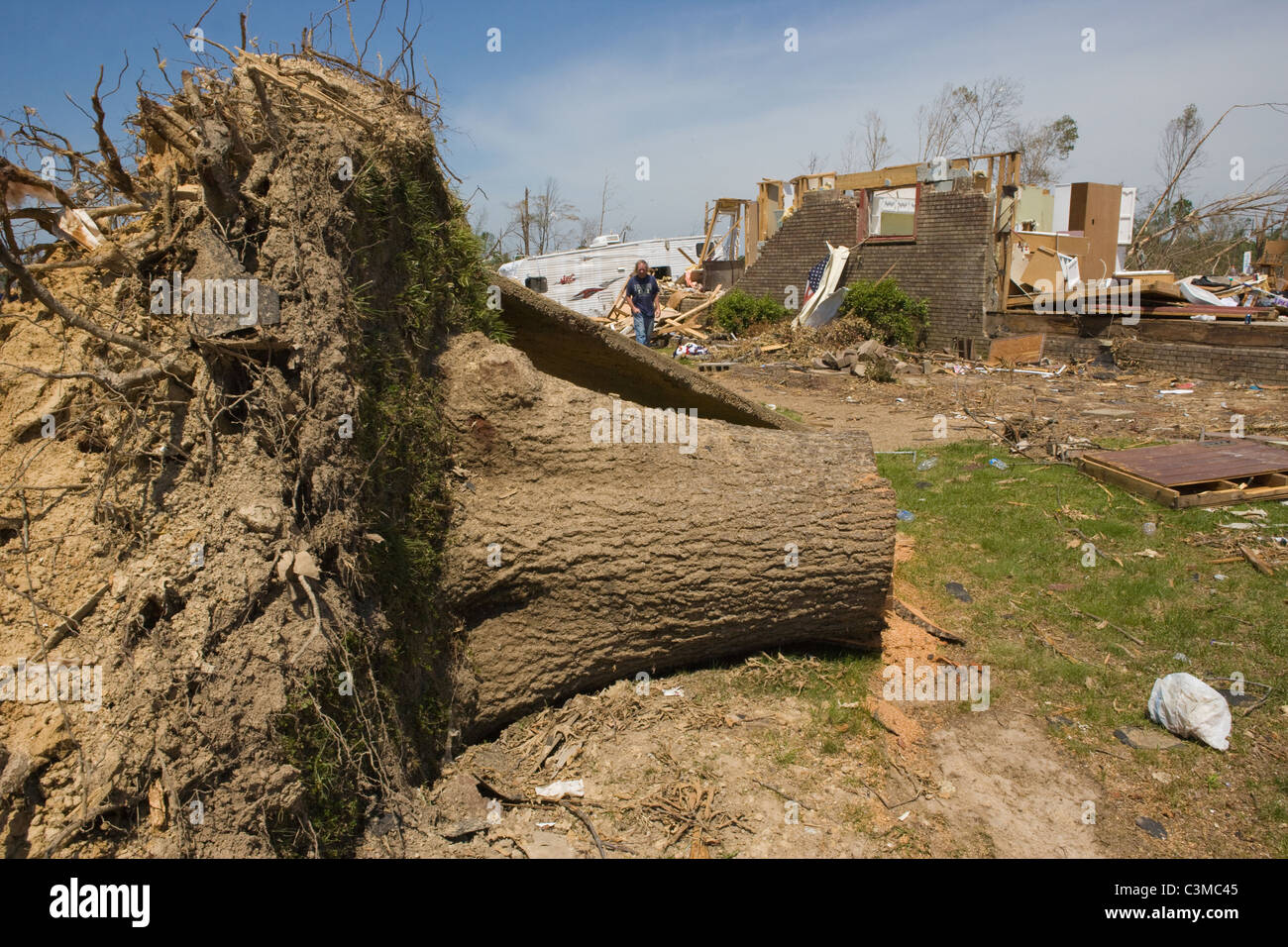 Großer Baum entwurzelt in Tuscaloosa, Alabama nach dem Tornado, Mai 2011 Stockfoto