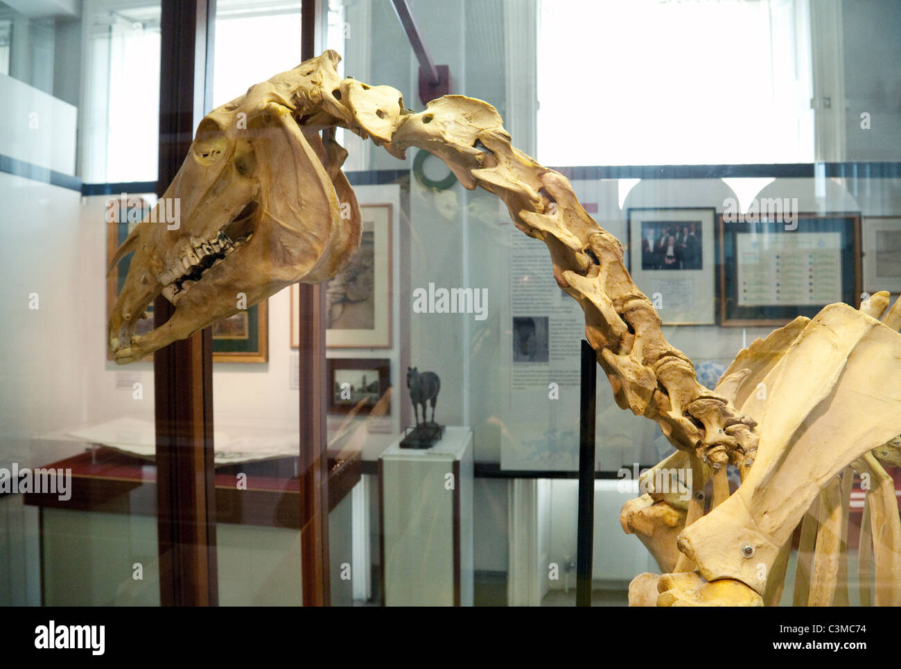 Skelett des berühmten Rennpferd "Hyperion" im Nationalmuseum für Pferderennen, Newmarket Suffolk Stockfoto