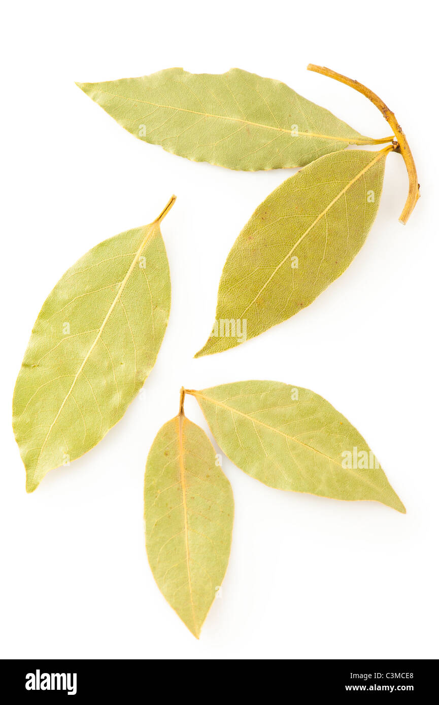 Gewürze. Trockenen Lorbeer Blätter auf weißem Hintergrund Stockfoto