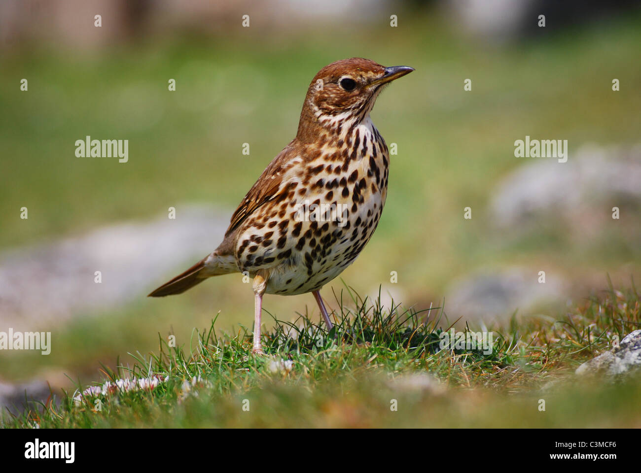 Singdrossel Stockfoto