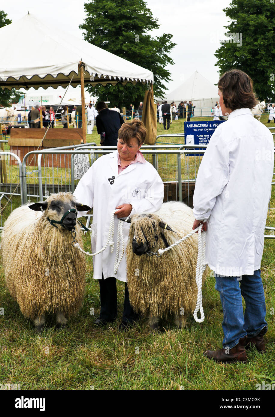 REDAKTIONELLE Nutzung Bild Wettbewerb Schafe auf der South Suffolk Show statt am 8. Mai 2011 an Ampton Showground, Suffolk. Stockfoto