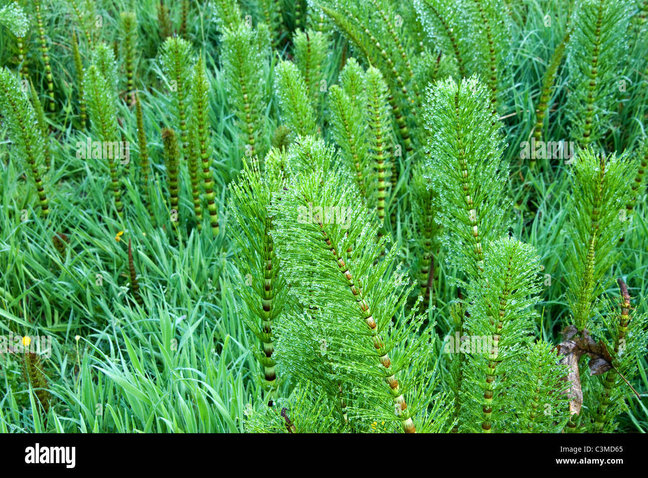Marestail Stockfoto