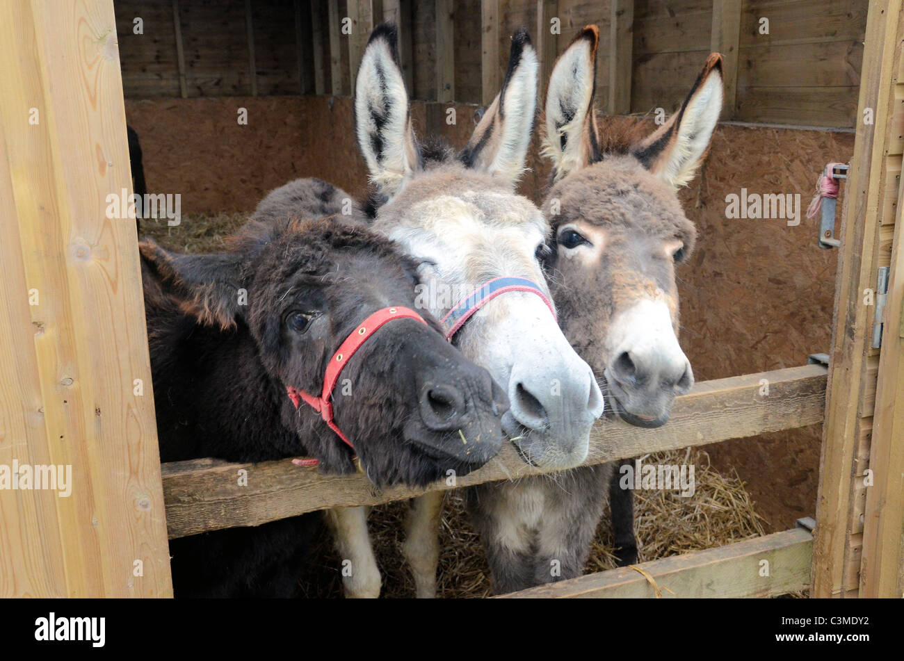 Drei Esel im Stall. Stockfoto