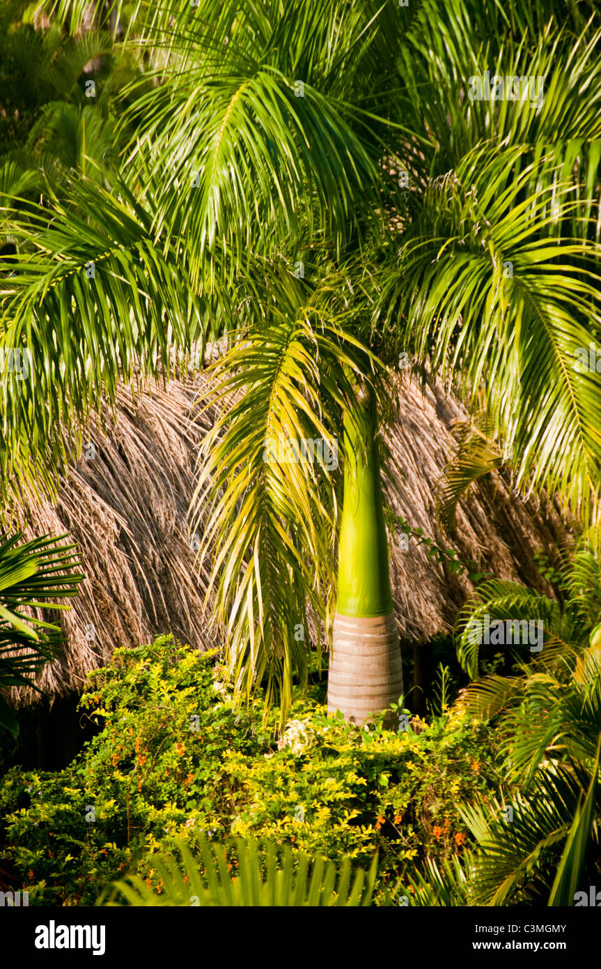 Royal Palm Tree in tropischen Gärten, Outrrigger On the Lagoon Resort, Coral Coast, Vita Levu, Fidschi Stockfoto
