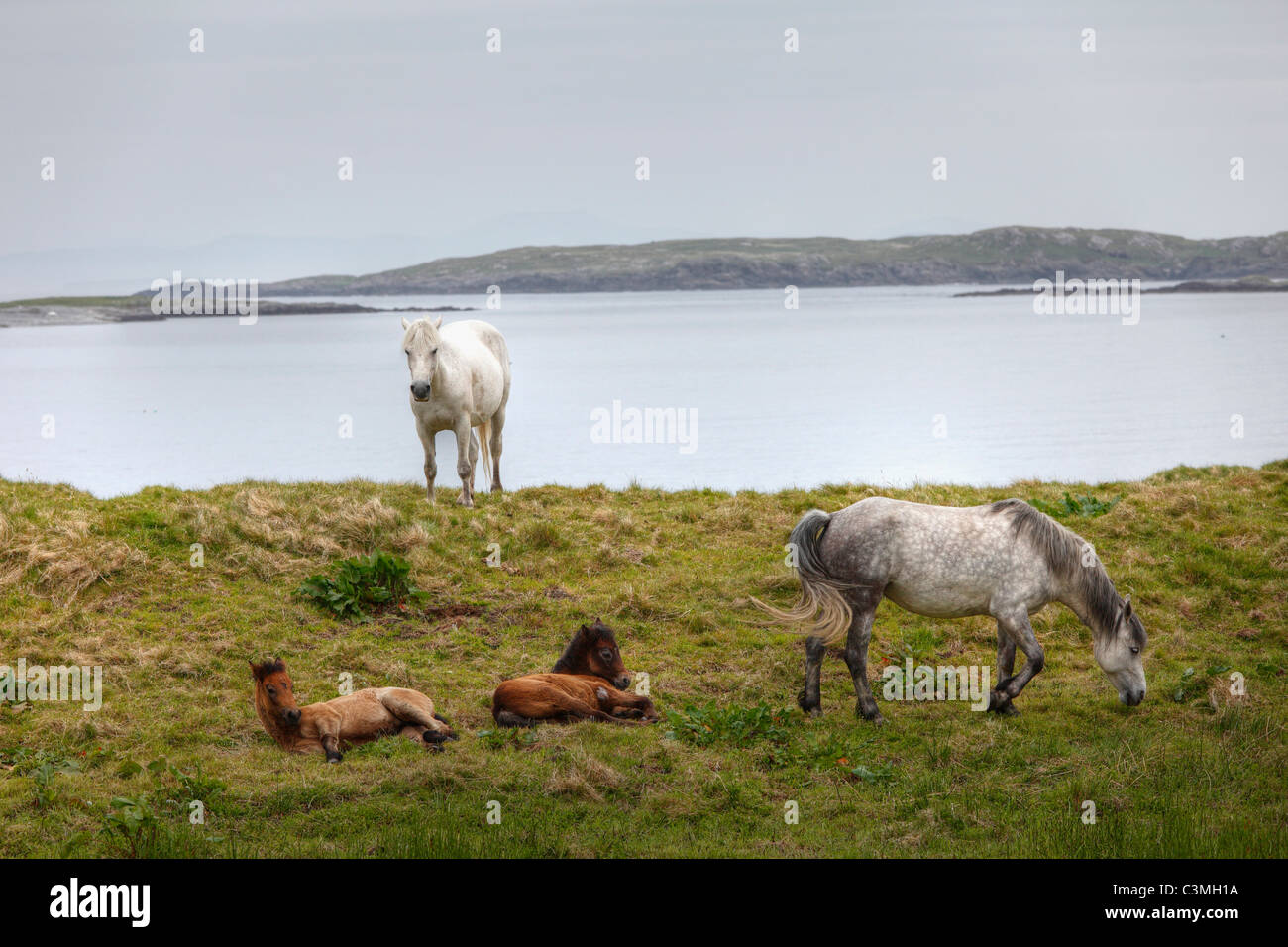 Irland, County Galway, Connemara, weiße Pferde mit Fohlen, die Beweidung durch Fluss Stockfoto