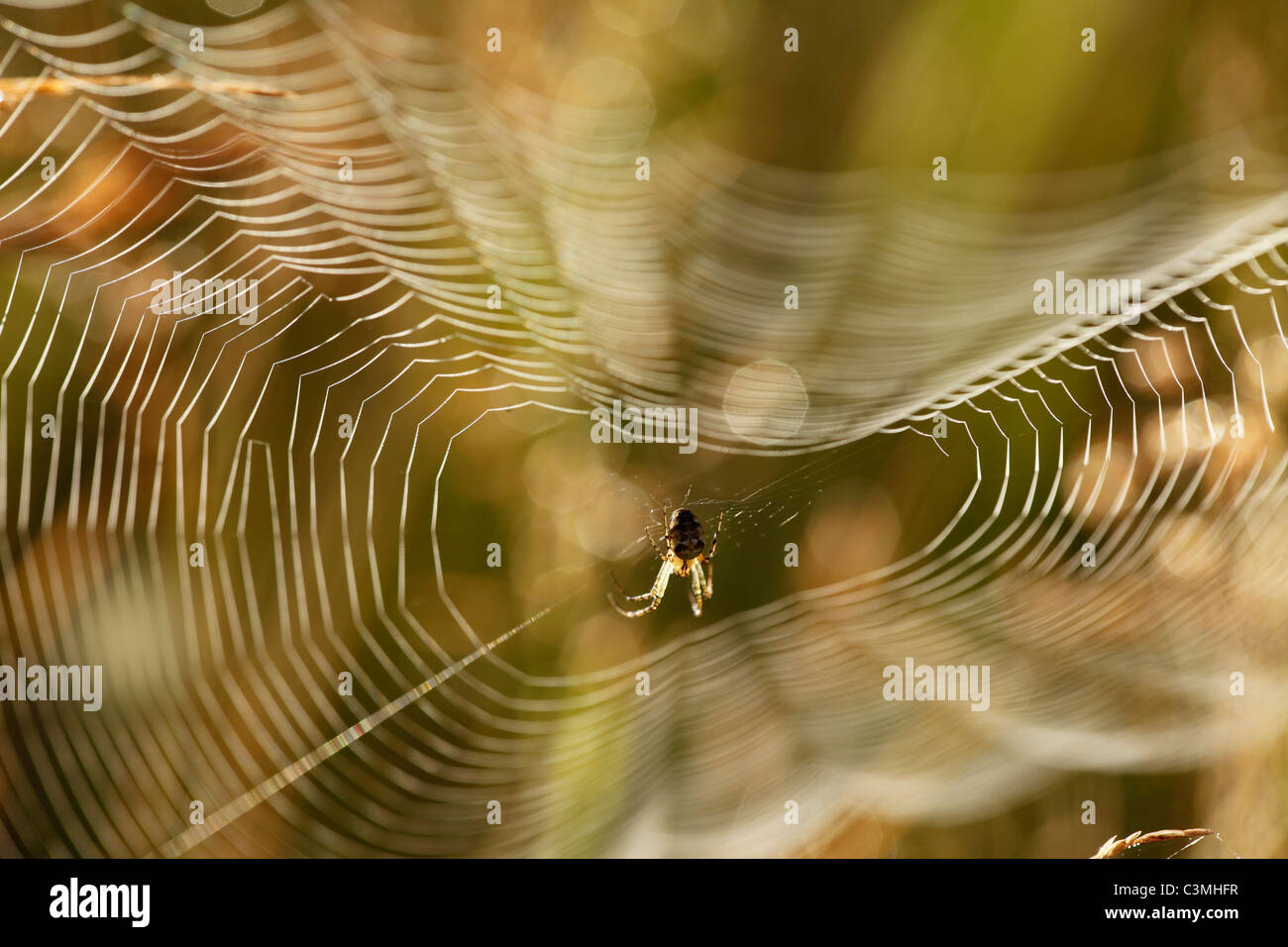 Deutschland, Bayern, Spinne im Spinnennetz, Nahaufnahme Stockfoto