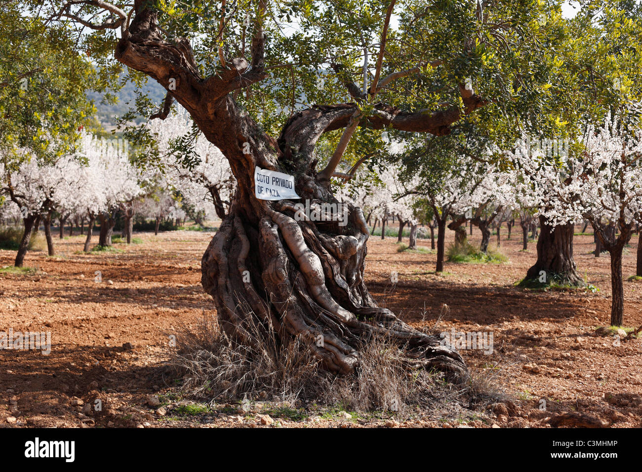 Spanien, Balearen, Mallorca, Alara, Blick auf Olivenbaum Stockfoto