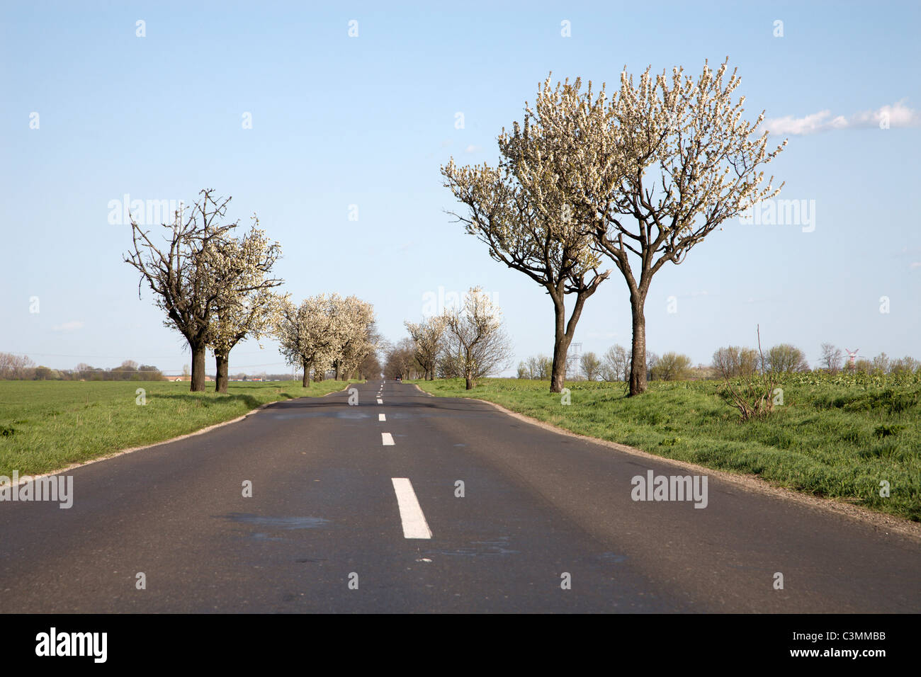 Straßen- und Kirsche Baum in die Frühlingslandschaft Stockfoto