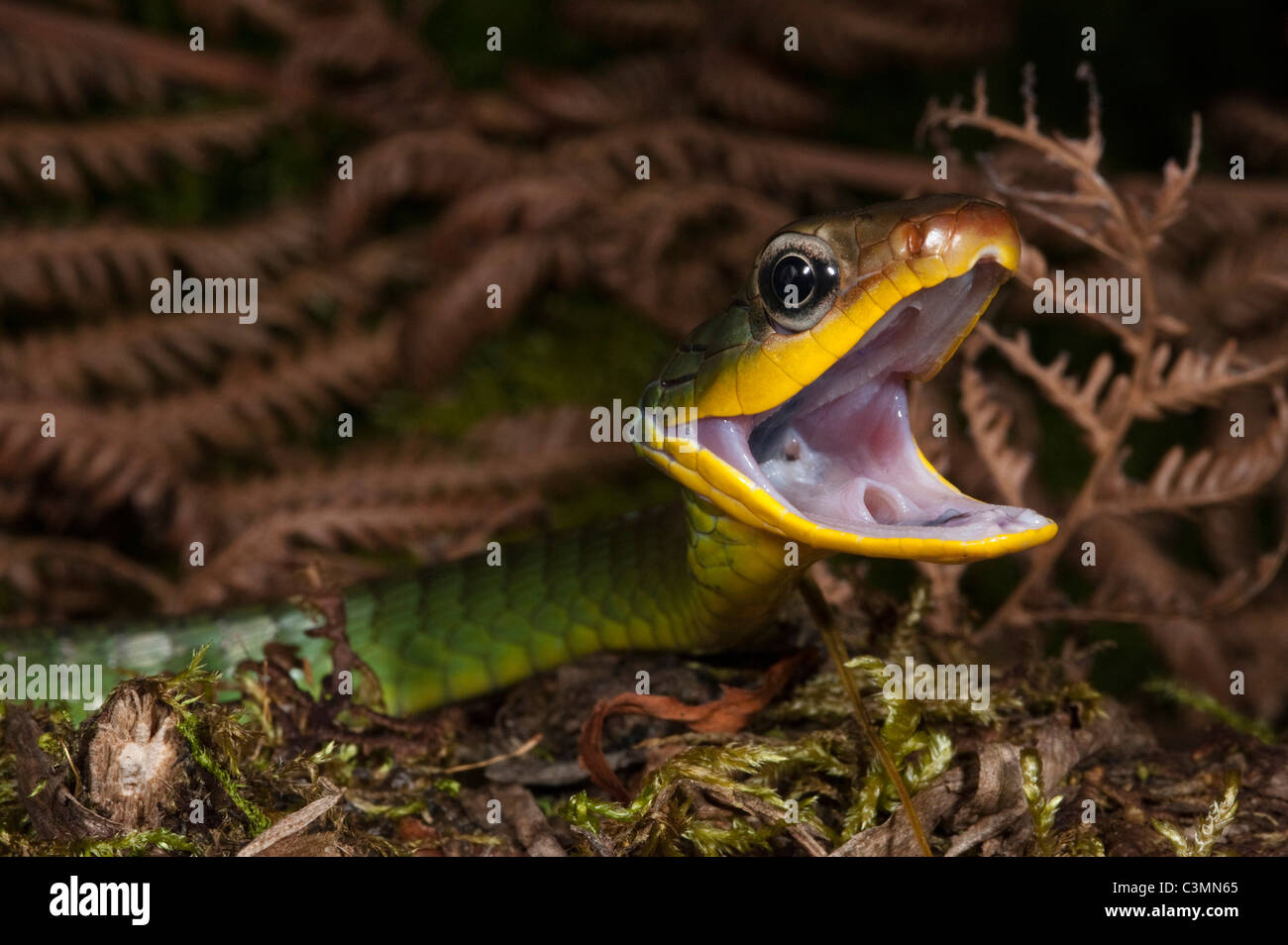 Carl von Linné Sipo Schlange (Chironius Exoletus) bedroht. Mindo Nebelwald, Ecuador. Stockfoto