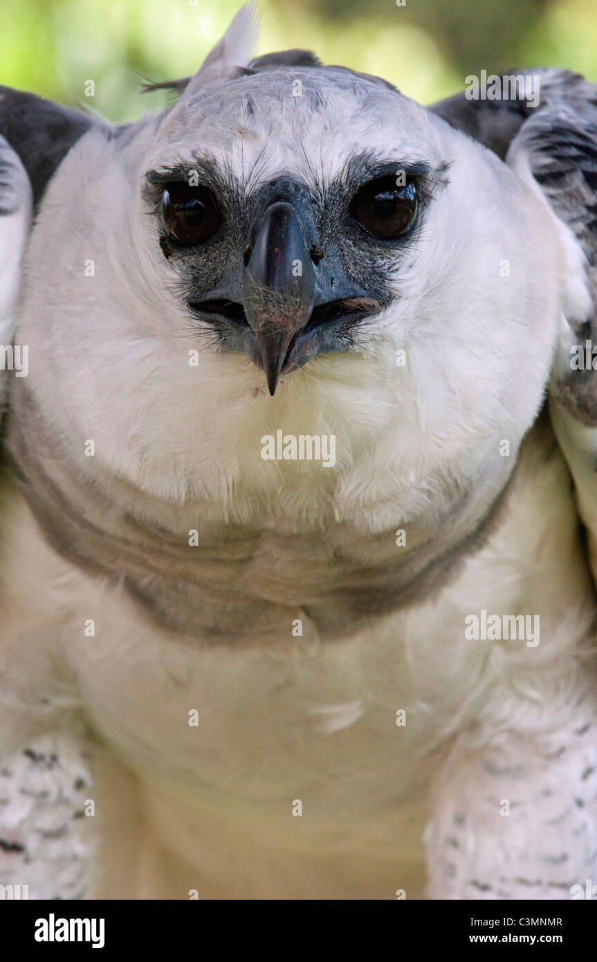 Harpy eagle -Fotos und -Bildmaterial in hoher Auflösung – Alamy