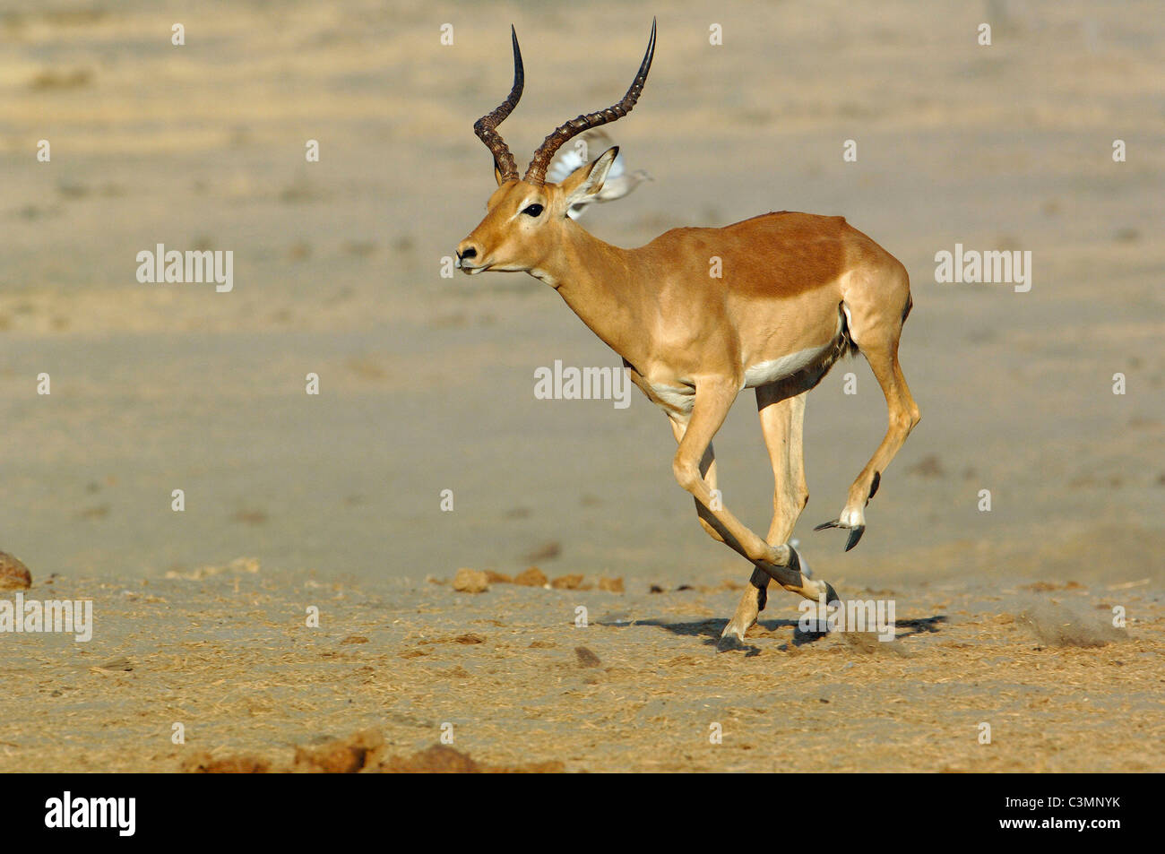 Impala (Aepyceros Melampus), Männlich, ausgeführt. Okavango, Botswana. Stockfoto