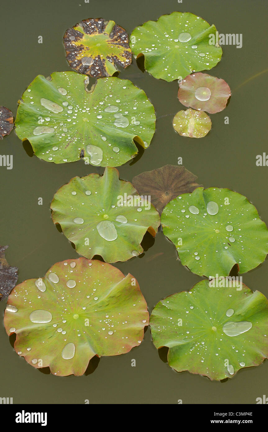 Heilige Lotus (Nelumbo Nucifera). Wasser bildet Tröpfchen auf der Oberfläche verlässt, den so genannten Lotus-Effekt. Stockfoto