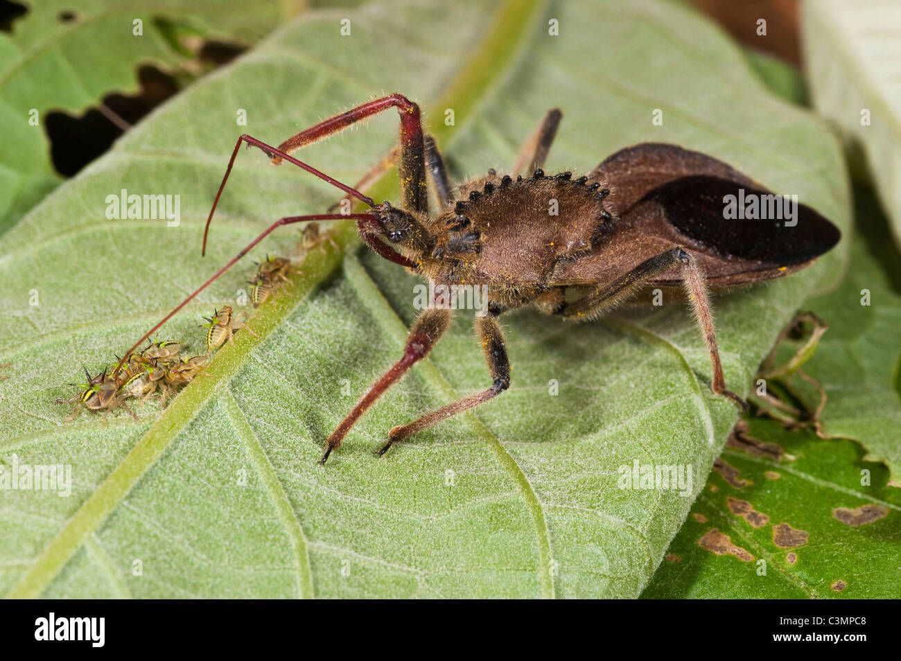 Coq-Rad Attentäter Bug (Arilus Carinatus) auf einem Blatt mit Beute. Mindo Nebelwald, Westhang der Anden, Ecuador. Stockfoto
