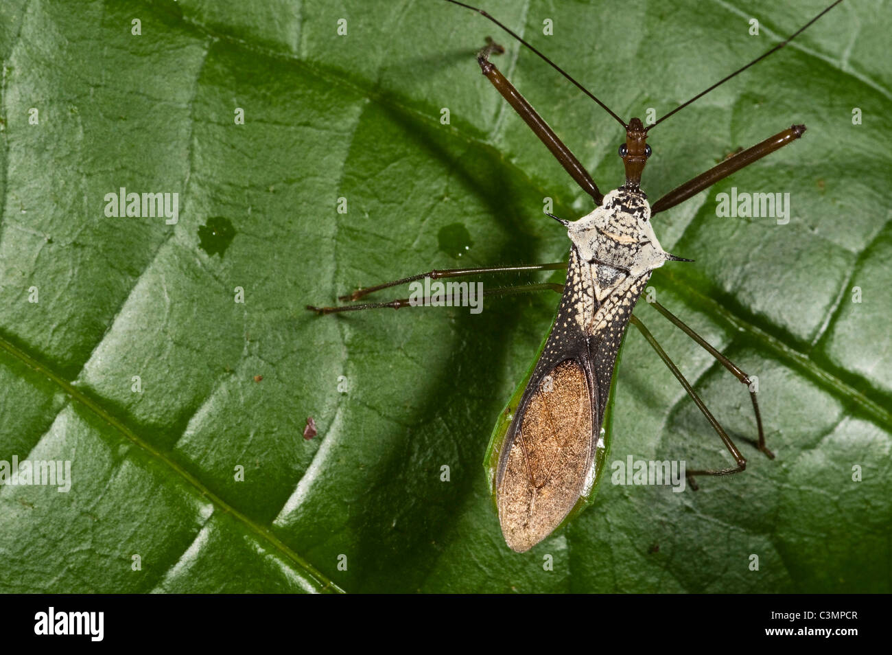 Attentäter Bug (Reduviidae) auf einem Blatt. Napo Fluss an der Grenze Yasuni Nationalpark, Amazonas, Ecuador. Stockfoto