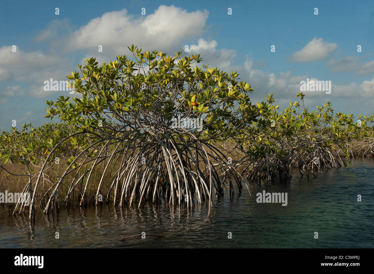 Rote Mangroven (Rhizophora Mangle) im Biosphärenreservat Sian Ka, Halbinsel Yucatan, Mexiko. Stockfoto