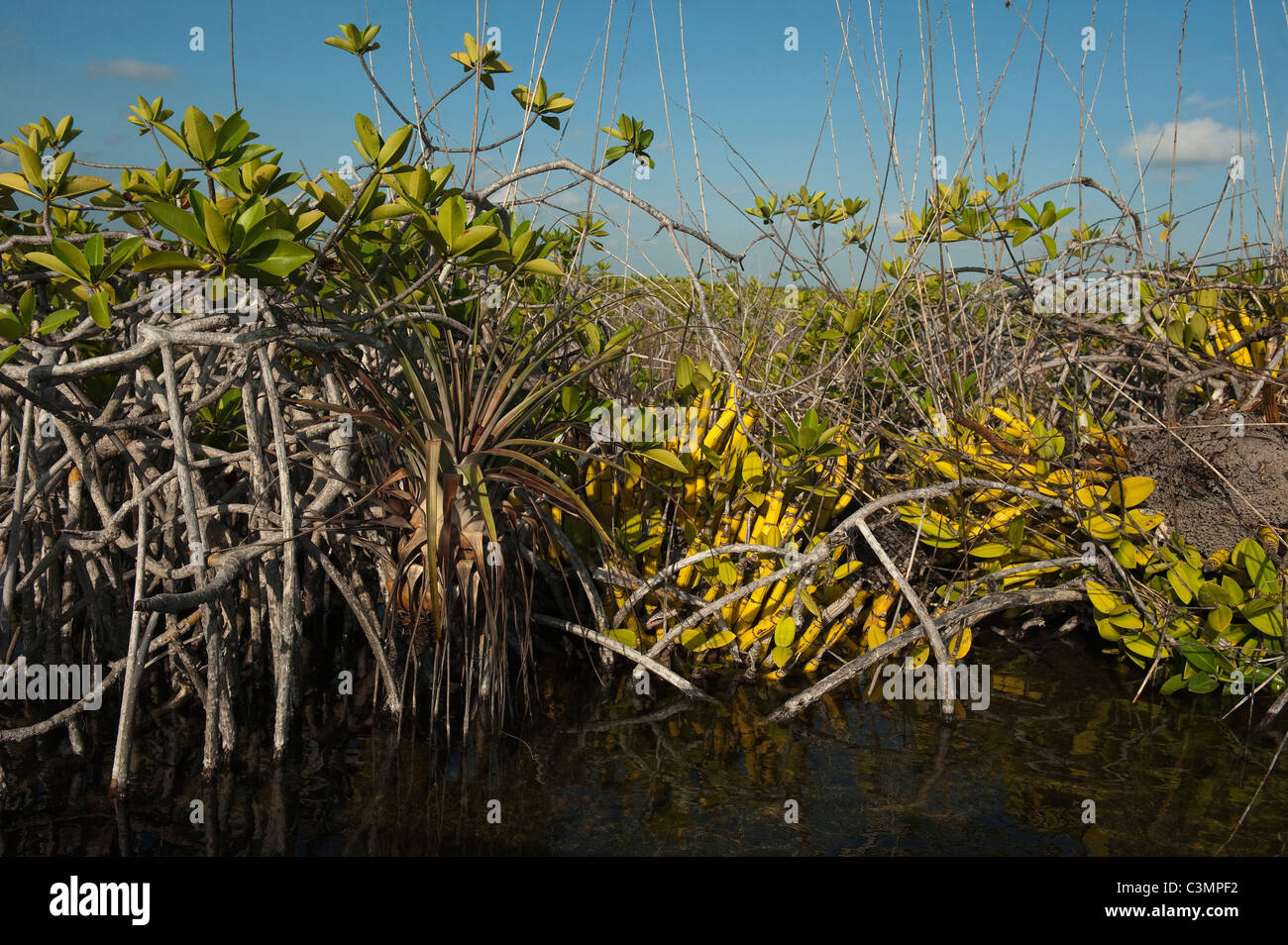 Rote Mangroven (Rhizophora Mangle) und Orchideen im Biosphärenreservat Sian Ka, Halbinsel Yucatan, Mexiko. Stockfoto