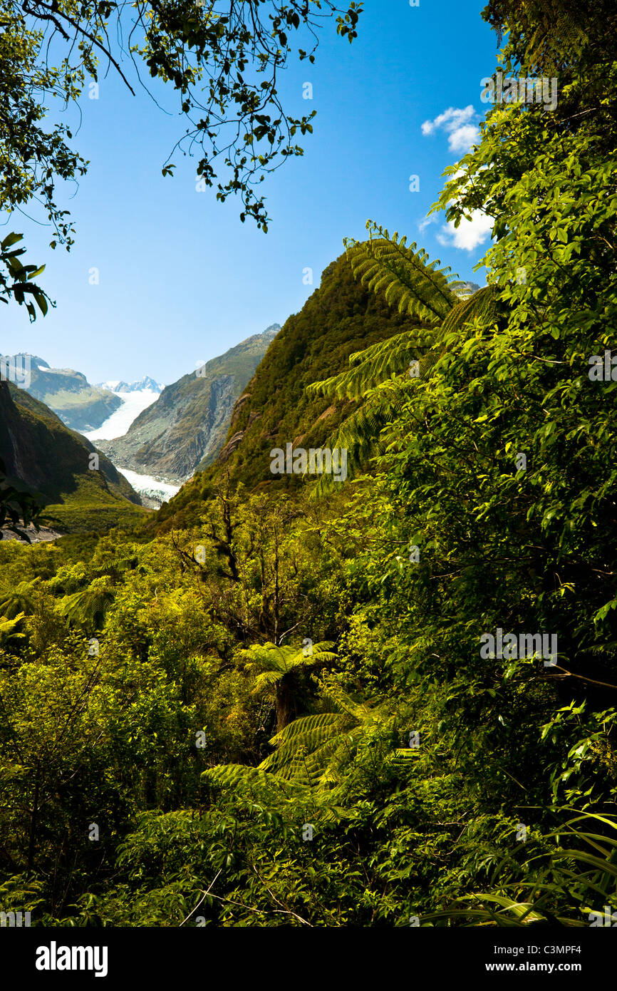 Regenwald und Fox Glacier, West Coast, Südinsel, Neuseeland. Stockfoto