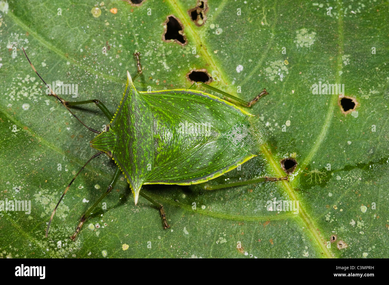 Bug (Pentatomoidea) auf einem Blatt zu schützen. Napo Fluss an der Grenze Yasuni Nationalpark, Amazonas, Ecuador. Stockfoto