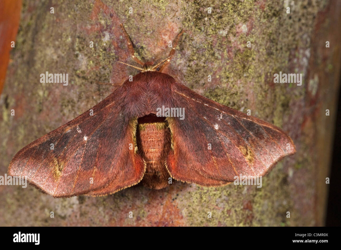 Geometer Moth (Geometridae) auf Rinde. Mindo Nebelwald, Westhang der Anden, Ecuador. Stockfoto