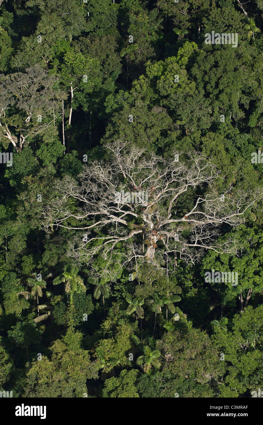 Luftaufnahme des tropischen Regenwaldes im Yasuni-Nationalpark in Ecuador. Stockfoto