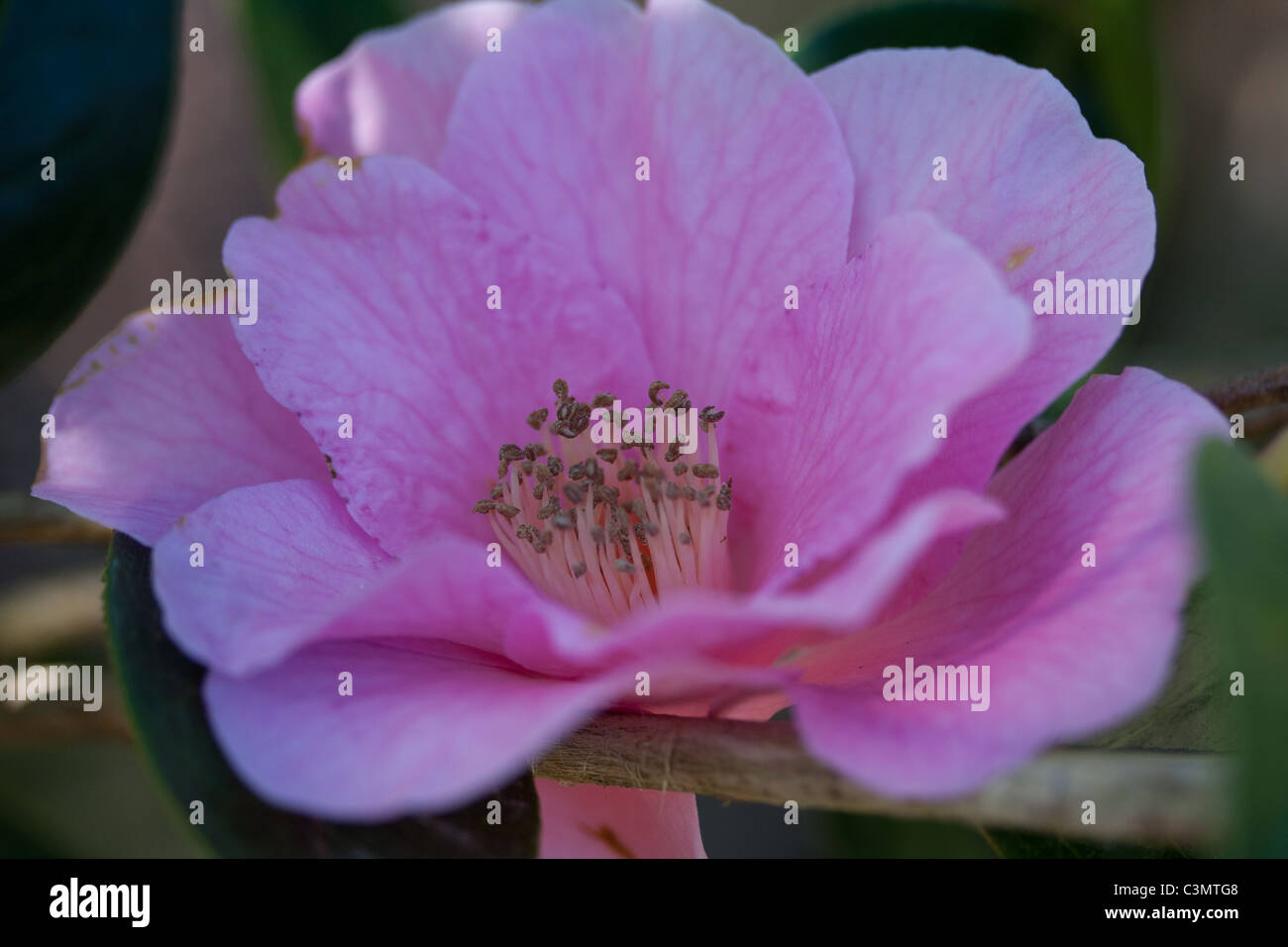 Pink / lila Blüten im Schatten Stockfoto