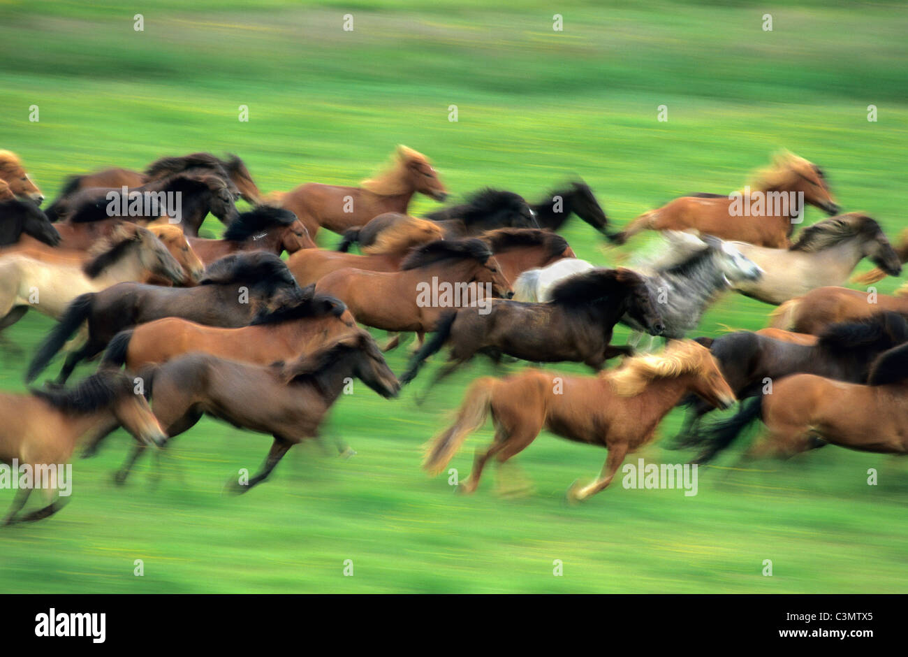 Island, Geysir, isländische Pferde laufen. Stockfoto
