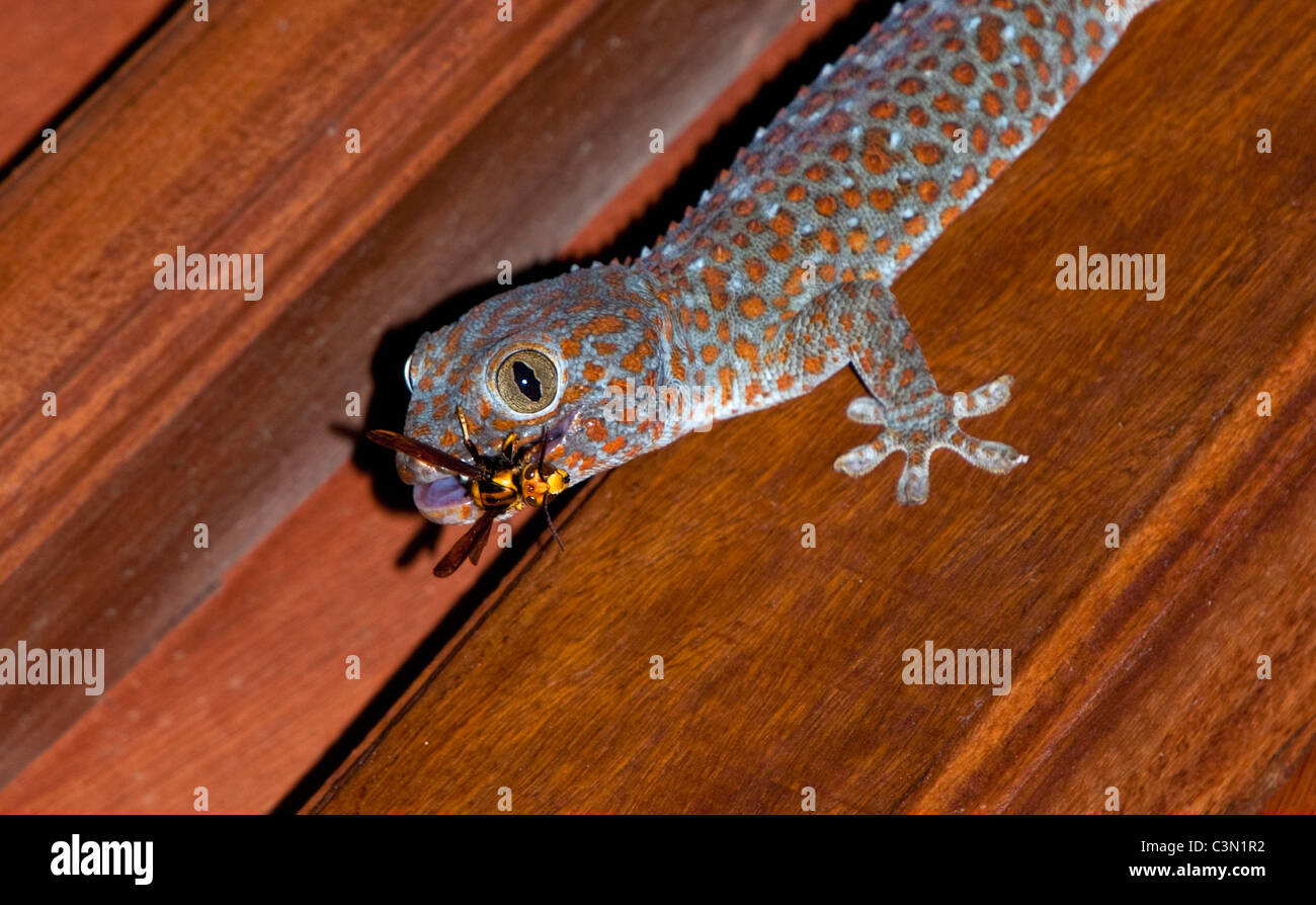 Indonesien, Bali-Insel, Tejakula, Cecak oder kleine Eidechse mit Auffangschale Libelle. Stockfoto