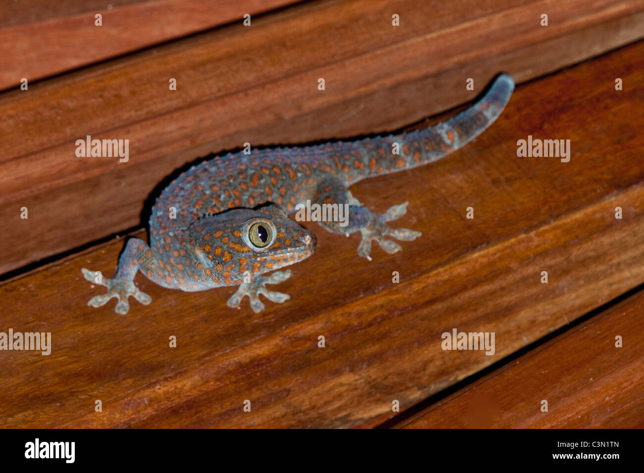 Indonesien, Bali Insel, Tejakula, Tokay Gecko (Gekko Gecko). Männlich Stockfoto