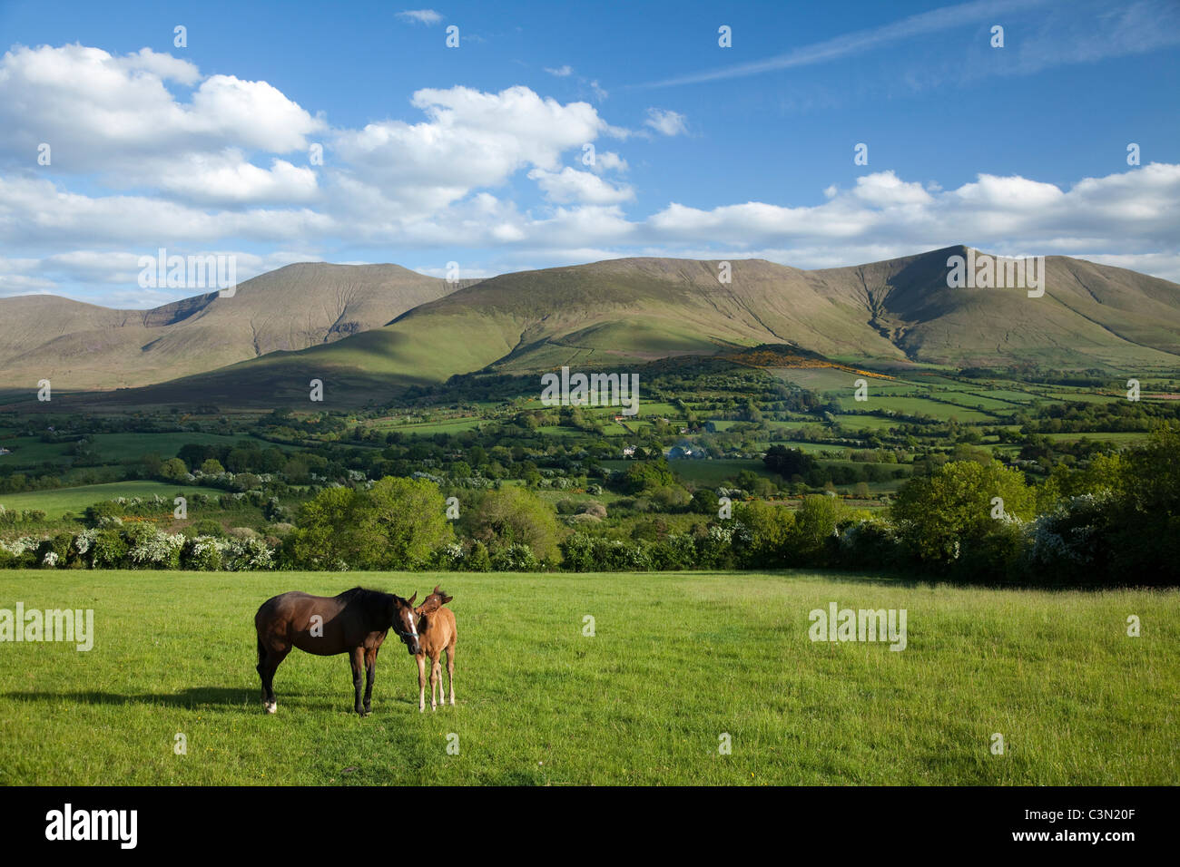 Pferd und Fohlen in der Glen von Aherlow, unterhalb der Galtee Mountains, County Tipperary, Irland. Stockfoto