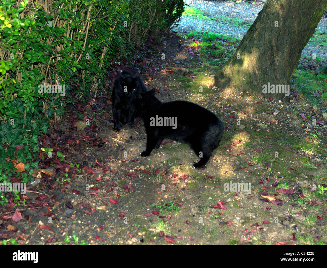 Zwei schwarze Katzen, dass eine Katze bekämpfen im Garten Stockfoto