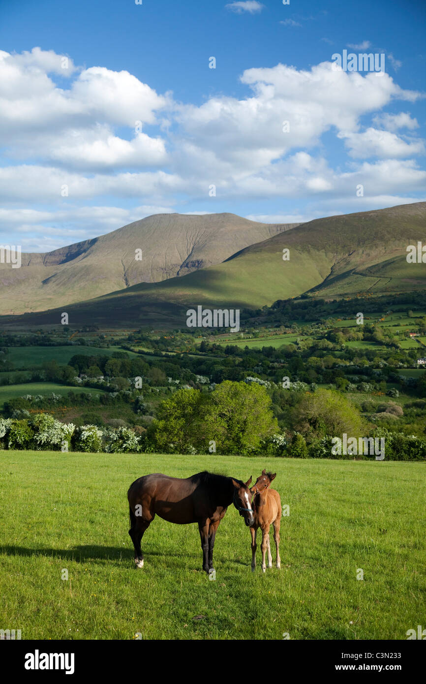 Pferd und Fohlen in der Glen von Aherlow, unterhalb der Galtee Mountains, County Tipperary, Irland. Stockfoto