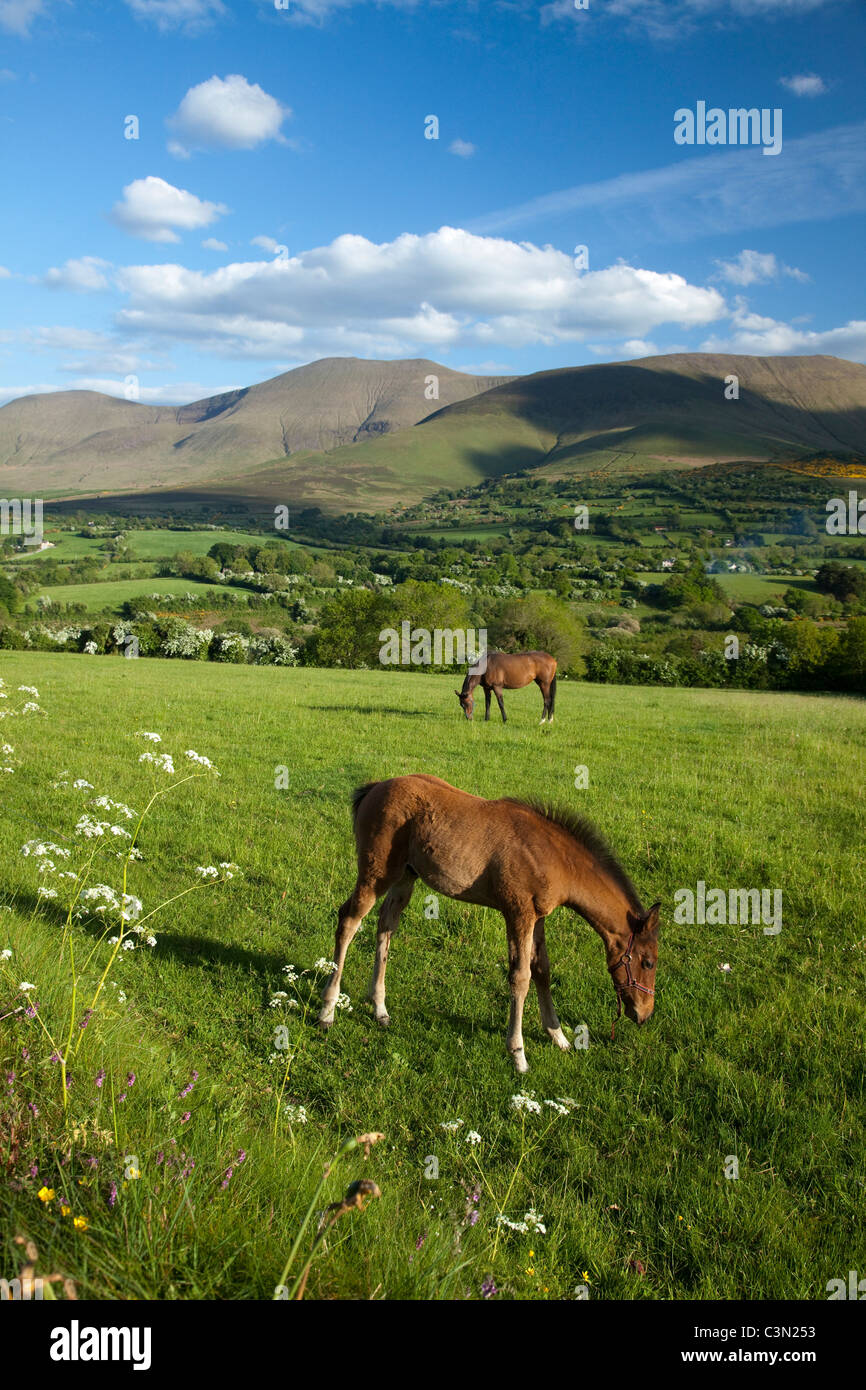 Pferd und Fohlen in der Glen von Aherlow, unterhalb der Galtee Mountains, County Tipperary, Irland. Stockfoto