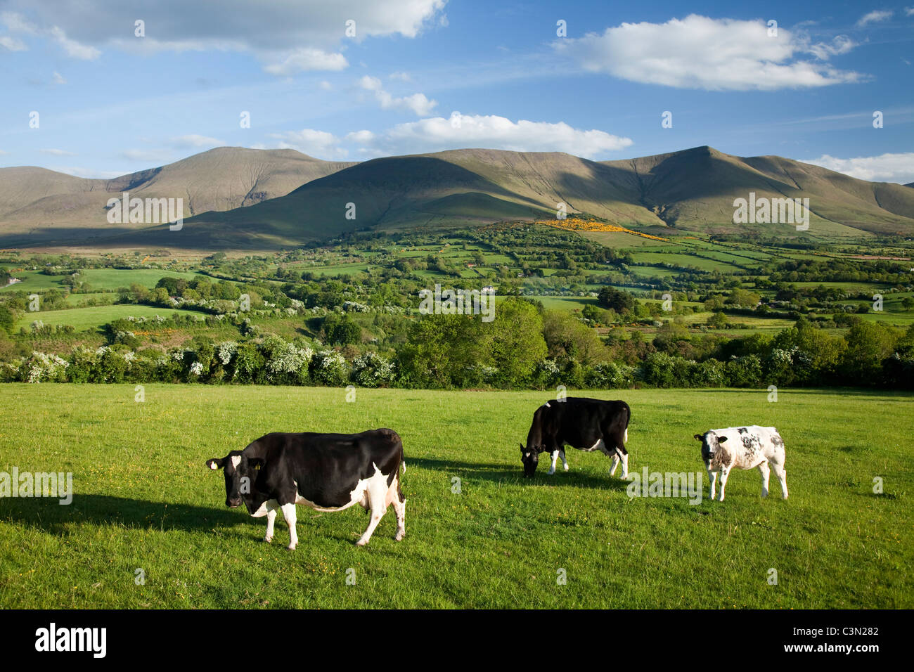 Kühe grasen in der Glen von Aherlow, unterhalb der Galtee Mountains, County Tipperary, Irland. Stockfoto