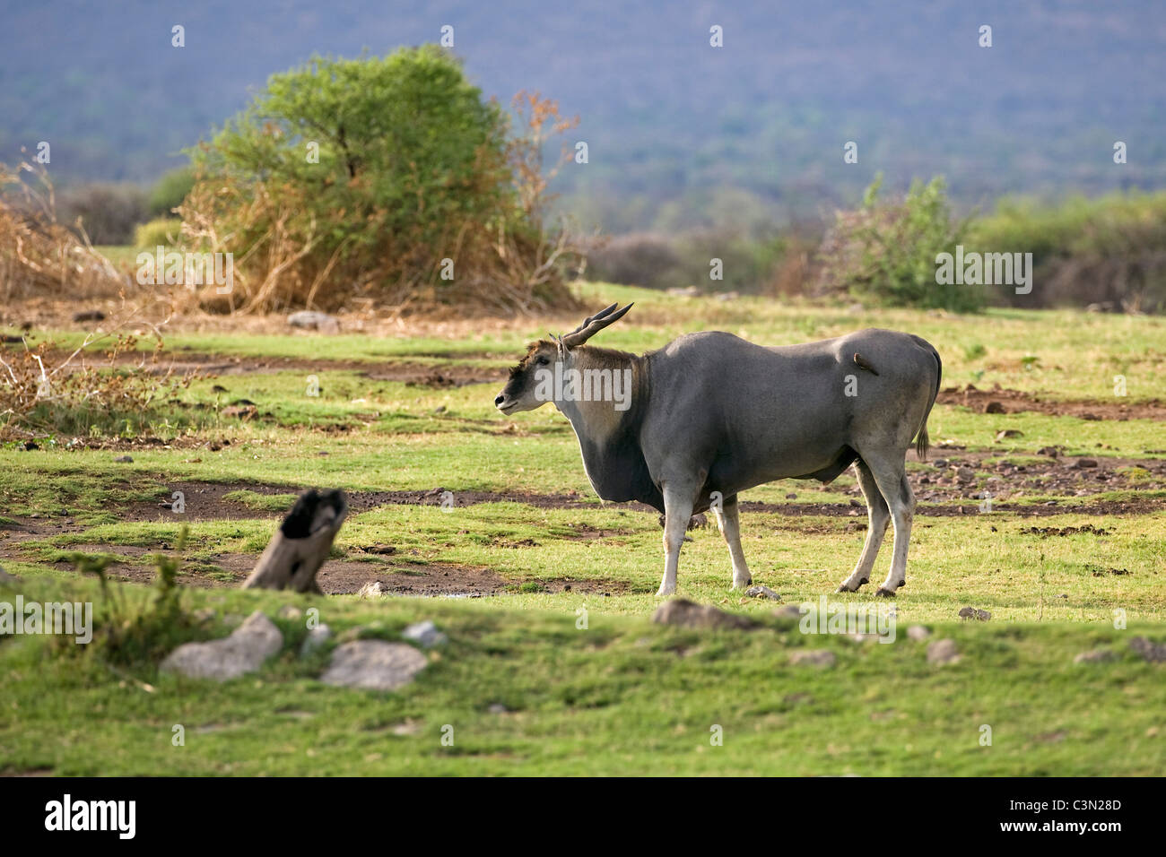 Südafrika, in der Nähe von Zeerust Madikwe Nationalpark. Eland, Tauro Oryx-Antilopen. Stockfoto