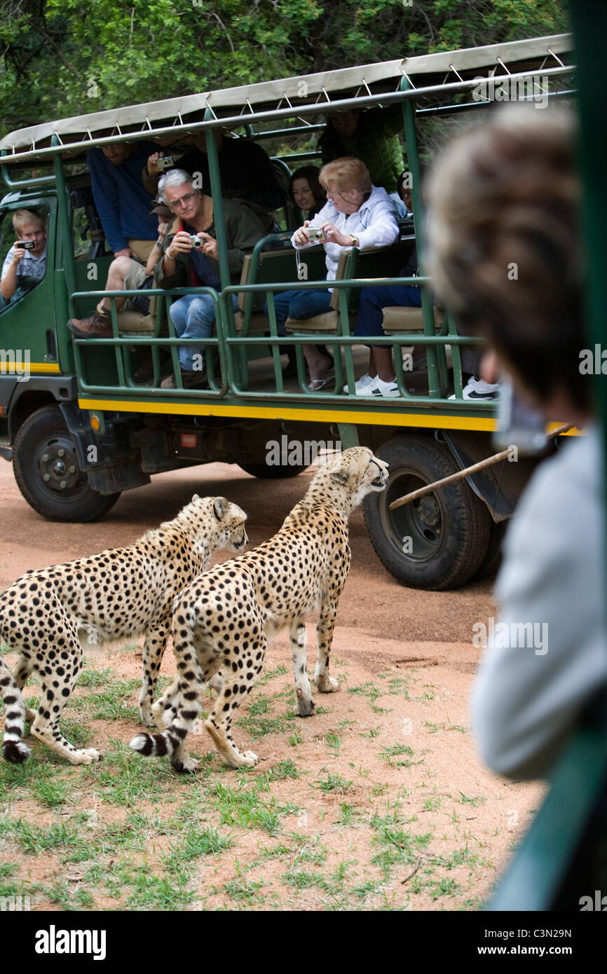 Südafrika, Briten, De Wildt Cheetah und Wildlife Centre. Gepard, Acionyx Jubatus. Gefangenschaft. Touren mit den Besuchern. Stockfoto