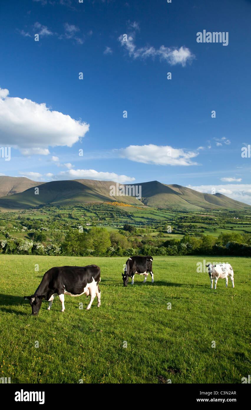Kühe grasen in der Glen von Aherlow, unterhalb der Galtee Mountains, County Tipperary, Irland. Stockfoto
