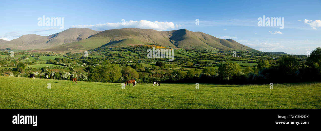 Pferde grasen in der Glen von Aherlow, unterhalb der Galtee Mountains, County Tipperary, Irland. Stockfoto
