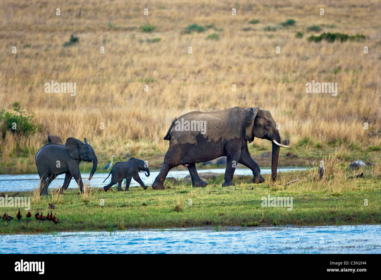 In der Nähe von Rustenburg, Südafrika Pilanesberg National Park. Afrikanische Elefanten. (Loxodonta Africana). Stockfoto