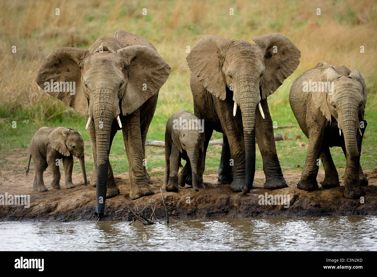 In der Nähe von Rustenburg, Südafrika Pilanesberg National Park. Afrikanische Elefanten, Loxodonta Africana. Mütter und Jugendliche. Stockfoto